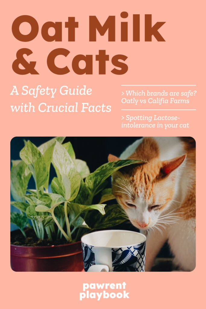 Oat Milk and Cats - A Safety Guide with Crucial Facts